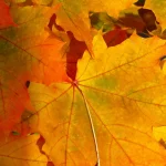 How fall leaves help monitor health