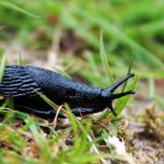 Slugs and snails are all eating up your garden: ‘Record year, all gone’ |  RTL News