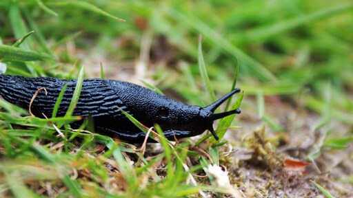 Slugs and snails are all eating up your garden: ‘Record year, all gone’ |  RTL News