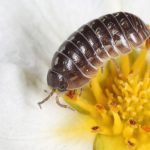 Wood lice is much more important than you think