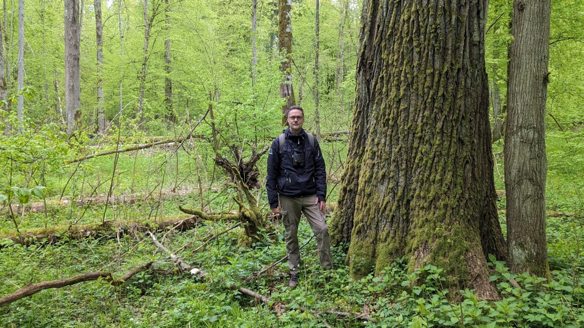 Quigbear dries up next to the giant forest
