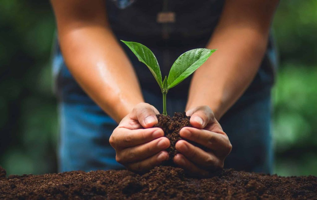 Nuclear tests reveal that plants store carbon dioxide in much larger quantities than previously thought