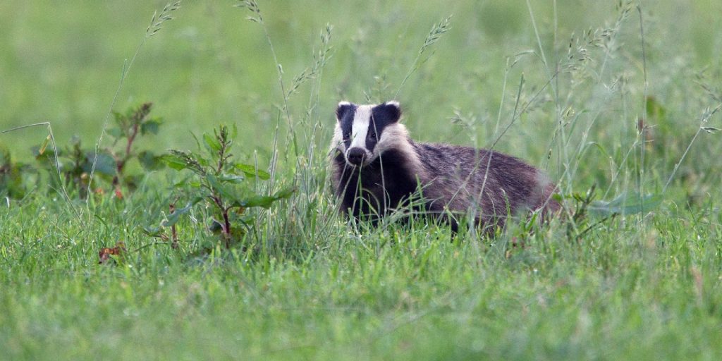 BIJ12 publishes updated Animal Harm Prevention Kits (FPKs)